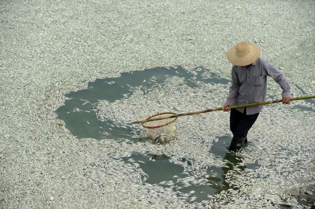 Местный житель выбирает мёртвую рыбу из реки Фухэ в Ухане, Китай, сентябрь 2013 г. Согласно официальному аккаунту Weibo, рыба погибла от чрезвычайно высокого уровня содержания аммиака