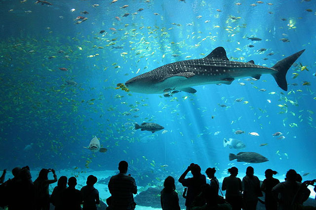 Самая большая в мире рыба — китовая акула.