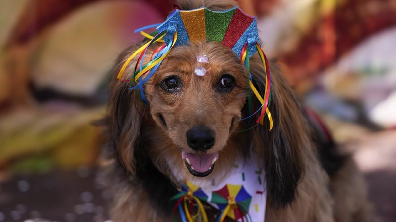 Новые модные породы собак, которые скоро появятся на улицах всех городов