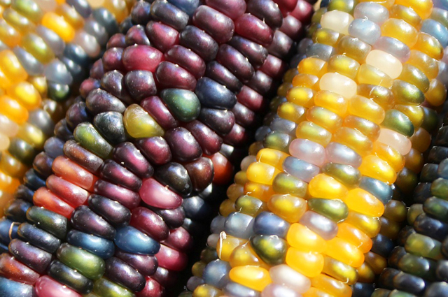 Какие продукты получают из зерна кукурузы