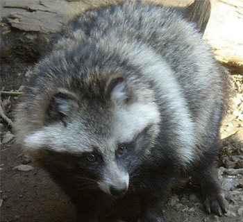 От заражённого меламином корма погибло более 1500 енотовидных собак. Фото с tanukida.exblog.jp