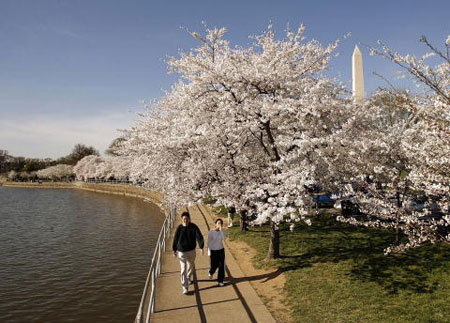 Цветущие вишни у берега Тидал Басин (the Tidal Basin). Вашингтон, 30 марта 2007г. Фото: Chip Somodevilla/Getty Images