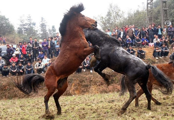 Лошадиные бои. Провинция Гуанси. Февраль 2011 год. Фото с epochtimes.com