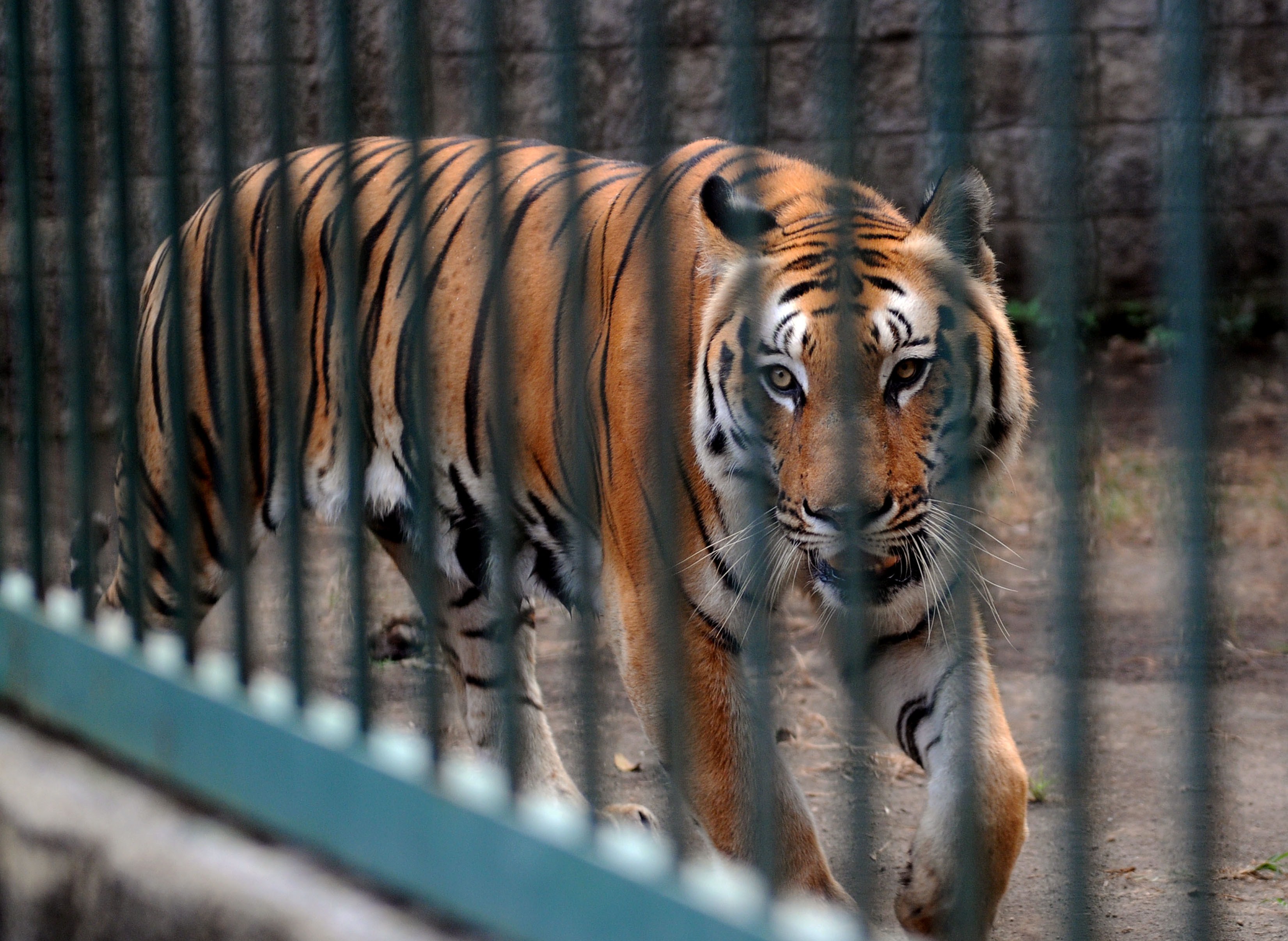 Фото: ELMER MARTINEZ/AFP/Getty Images