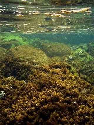 «Водорості-вбивці» виду Ostreopsis Ovata. Фото: Луїза Mangialayo / Getty Images