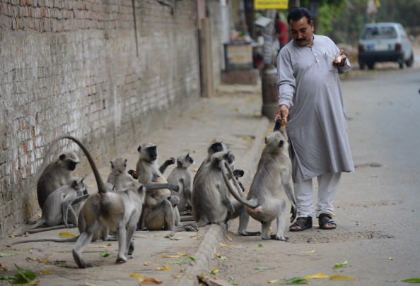 Фото: SAM PANTHAKY/AFP/Getty Image