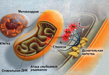 Она нужна как кислород в теле драйвера