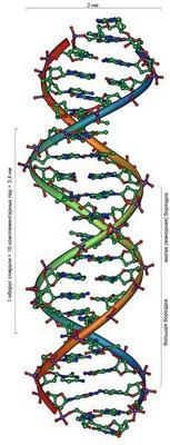 Двойная спираль ДНК — научное открытие 20 века. Фото: Википедия.
