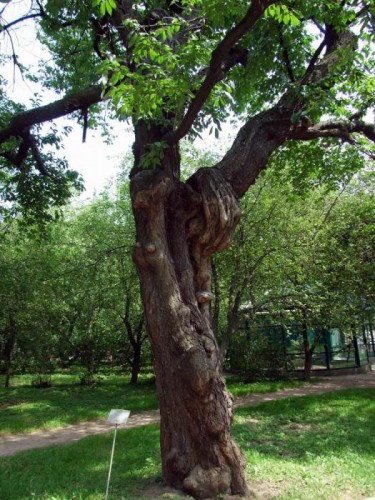 Черешня Бурдзинского. Фото: nashkiev.ua