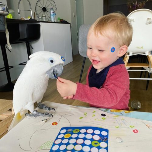 Фото: (Любезно предоставлено @marnithecockatoo и Marni the Cockatoo)