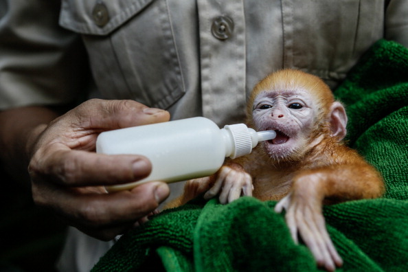 Фото: Putu Sayoga/Getty Images