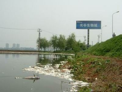 В результате очередного выброса промышленных отходов в озере Наньху погибло несколько тонн рыбы. 18 апреля 2009 год. Фото с secretchina.com