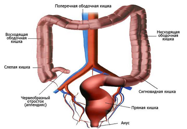 Кишечник человека