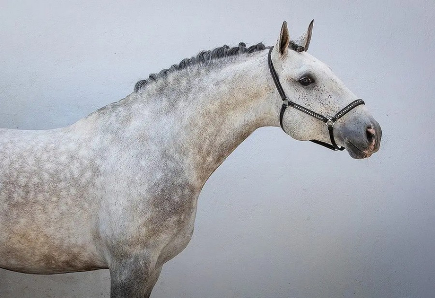 Шведський фотограф показав роботи з королівською породою коней Лузітано