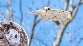 Летючі білки Едзо потрапили в кадр під час балансування між деревами (ФОТО)