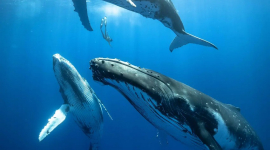 Учені нарешті з'ясували, як кити "співають" свої загадкові пісні (ФОТО)