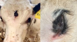 На одной из ферм Уэльса родился теленок с тремя глазами