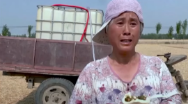 Посуха в Китаї вбиває врожай (ВІДЕО)