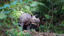 Подозреваемых в убийстве 26 редких яванских носорогов арестовали в Индонезии