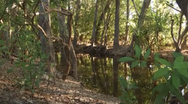 Поліція знайшла останки дівчинки, яку крокодил схопив під час купання на півночі Австралії (ВІДЕО)