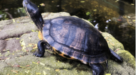Китаянке предъявлено обвинение в попытке переправить черепах через озеро Вермонт в Канаду