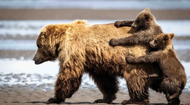 Самые забавные моменты дикой природы представлены на конкурсе Nikon Comedy Wildlife Awards 2024