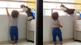 «Куда? Нельзя туда смотреть» — нянька-кот следит за малышом на балконе