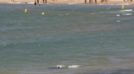 На каталонском побережье в Испании обнаружена опасная «медуза» Португальский кораблик