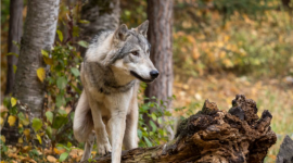 После встречи с волками голландская провинция предостерегает родителей от посещения лесов с маленькими детьми