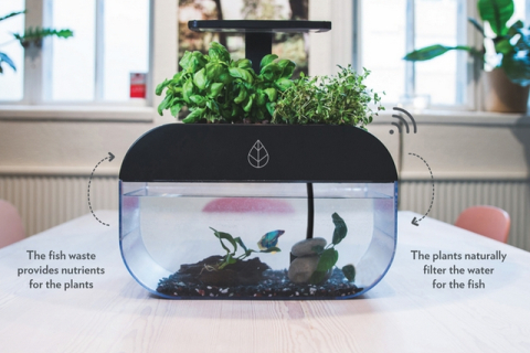  Розробники створили теплицю-акваріум, у якій можна вирощувати свіжі трави й овочі цілий рік (ВІДЕО)