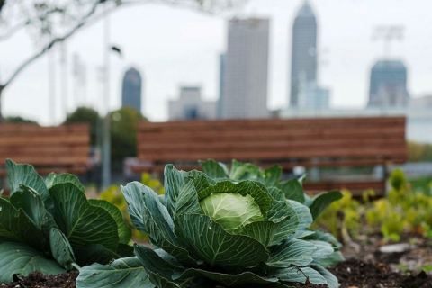 От огорода на подоконнике до зелёной крыши — зачем нужно городское фермерство
