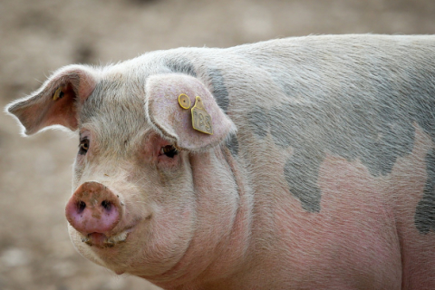 Россия снова разрешает ввоз украинской свинины