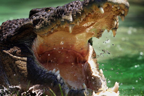 Мужчина убил гигантского крокодила, который съел его беременную жену