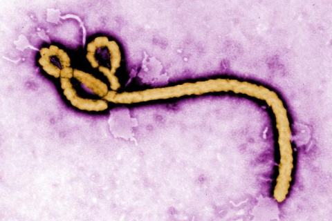 Эбола: уже почти 4,5 тыс. жертв