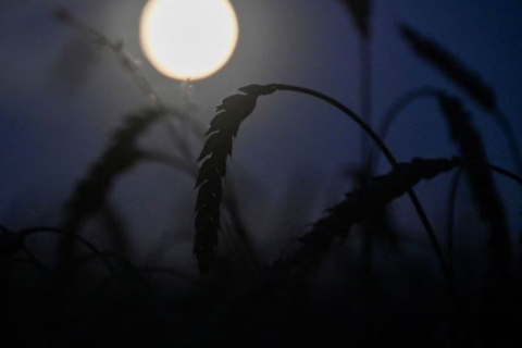 Министр Венгрии заявил, что запретят украинское зерно до конца 2023 года