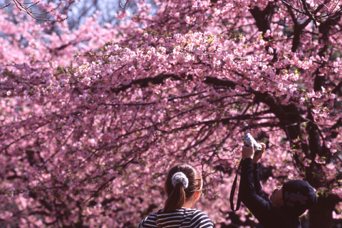 У парку «Кіото» в Києві зацвіла сакура