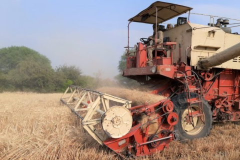 Життєво необхідна пшениця з України ризикує згнити