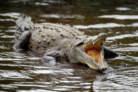 Мясо крокодила может вызвать анафилаксию у людей с аллергией на рыбу, предупреждают эксперты