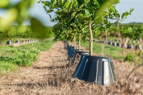 Конусы для деревьев, которые увеличивают урожай, — изобретение фермера из США