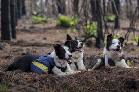 Три собаки помогают засадить лес, выгоревший в результате пожара в Чили