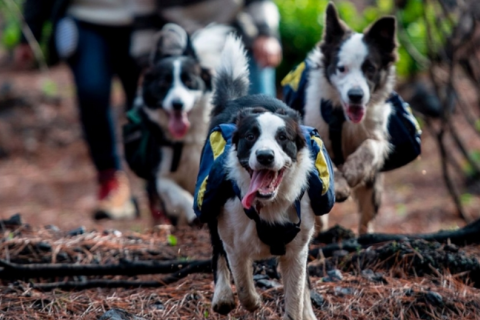 Три собаки допомагають засадити ліс, що вигорів внаслідок пожежі в Чилі