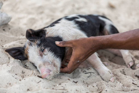 В Германии зарегистрирован новый случай африканской чумы среди свиней, сообщает государство