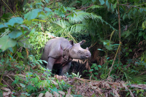 В Індонезії заарештували підозрюваних у вбивстві 26 рідкісних яванських носорогів