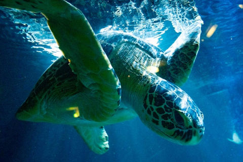 Десятки охраняемых черепах зарезаны в Японии