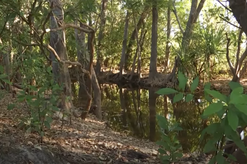 Поліція знайшла останки дівчинки, яку крокодил схопив під час купання на півночі Австралії (ВІДЕО)