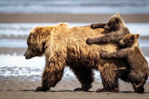 Найкумедніші знімки на фотоконкурсі Nikon Comedy Wildlife Awards 2024 (ФОТО)