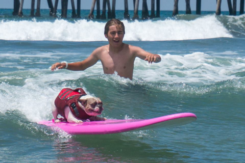 У Каліфорнії відбулися змагання собак-серферів  