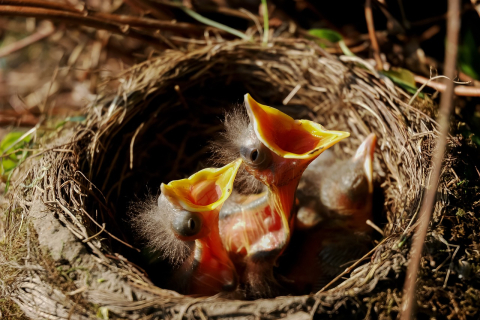 Вчені з'ясували, що пташенята спілкуються одне з одним ще до того, як вилупляться