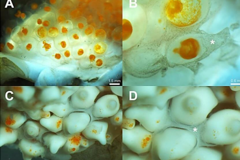 Вагітні самці морських коників все ж передають зародкам поживні речовини