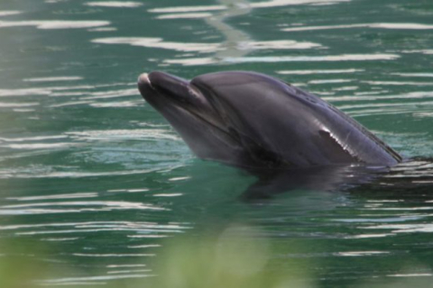 Двое пловцов подверглись нападению дельфина в Японии, получив незначительные травмы